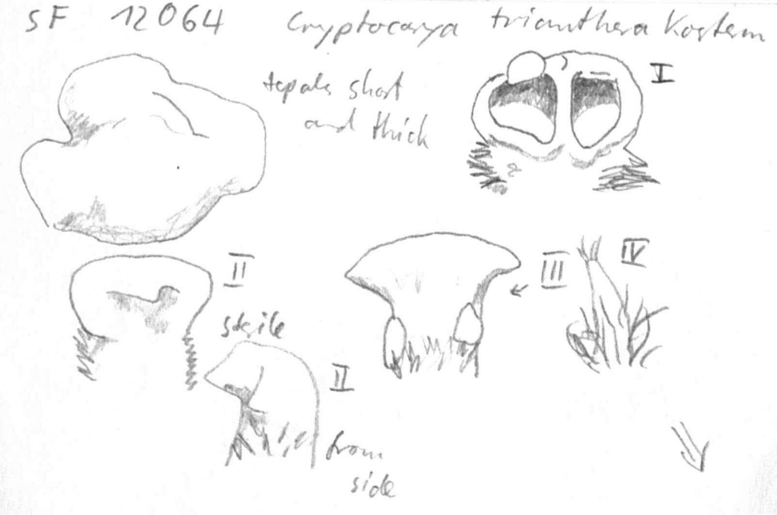 preview Cryptocarya trianthera Kosterm.